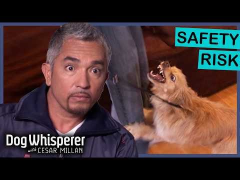 Cesar Confronts Highly Reactive Cocker Spaniel | Dog Whisperer With Cesar Millan
