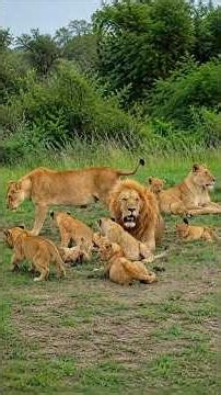A Beautiful Lion Family Living in Serengeti National Park