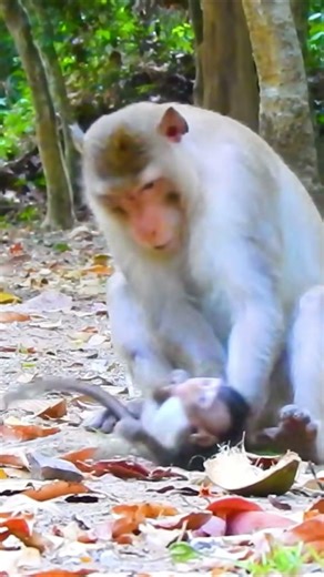 Life of Monkeys: The baby monkey was warned by the male monkey for running and jumping near it.