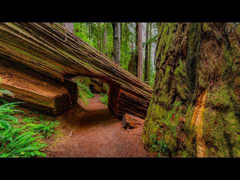 Tall Trees Grove Loop Trail 4K | Calm Walk Through the World’s Tallest Trees - Part 1