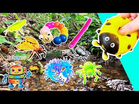 Kids Learn | Bug Insect Names at the Woodland Stream: Ladybug Bee Centipede Grasshopper