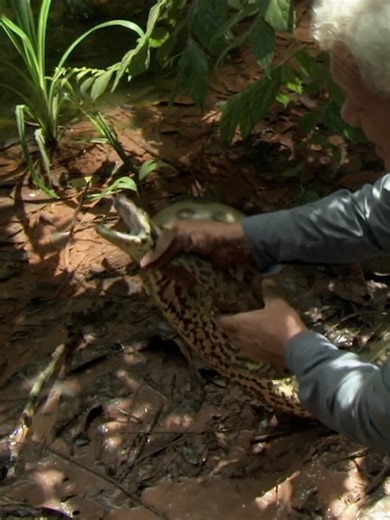 Jeremy Wade Encounters an Anaconda Snake