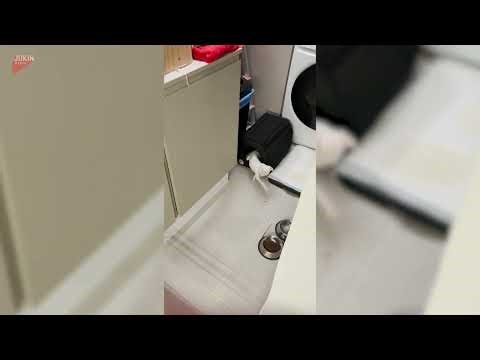 Chihuahua 'Glitches' In and Out of Cage While Trying to Retrieve Dropped Kibble - 1817223