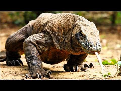 CASE #001:The Predator That Hid Its Deadliest Weapon From Science For a Century | Komodo Dragon 4K