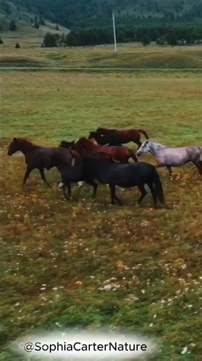 POV: You found the definition of pure freedom... 🐎✨ Wild horses running free, #freedomforall