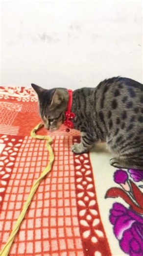 Billi palnay kay faiday 🤗❤️ #facts #viralshorts #shorts #animals #shortfeed #ytshorts #suhanaali