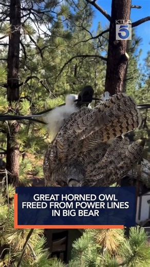 Great horned owl freed from power lines in Big Bear