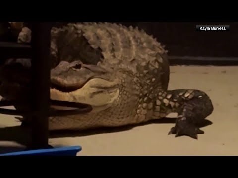 WATCH: Alligator fight erupts on Florida woman’s porch