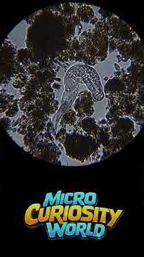 Mysterious microorganism observed under a microscope