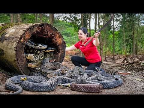 Harvest Extremely Venomous Snakes & Go to Market Sell | Amazing Trap and Python Catching Skills