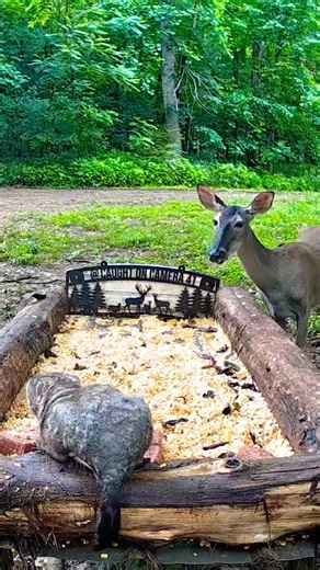 Deer & Groundhog Eating Together 😳🦌