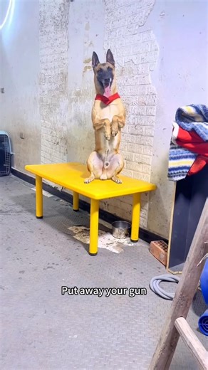 🐾 Think soldiers have the toughest training? Think again. #k9 #training #elite #shorts