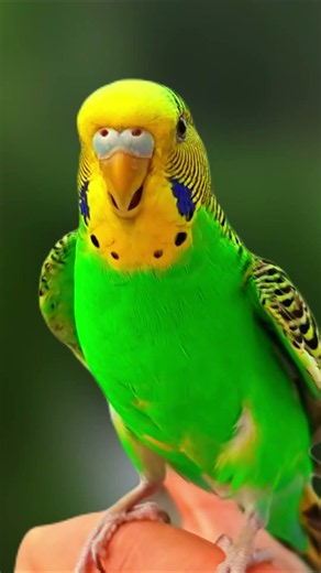Budgies Singing. Best Budgie Sounds to Make Your Parakeet Sing & Happy #budgies