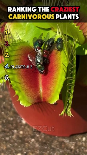 Ranking The Craziest Carnivorous Plants 🌿 #shorts #usa