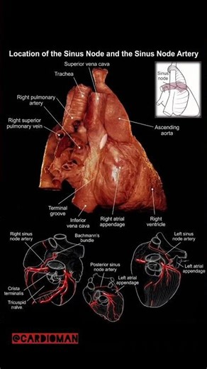 Sinus node & sinus node artery 🫀🩺 #cardiology #anatomy