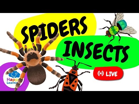 🔴 LIVE: 🕷️🐞 Spiders and Insects | Fun Facts & Characteristics | Educational Video for Kids