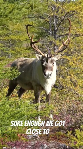 I Got Face to Face with a Caribou in Newfoundland