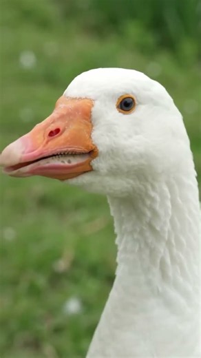 Loud Goose Honking & Wing Flapping Up Close!