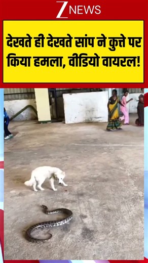 Viral Video : देखते ही देखते सांप ने कुत्ते पर किया हमला, वीडियो वायरल! | #viral #snake #snakevideo