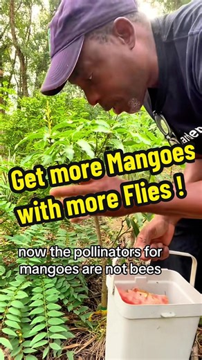 Increase Mango Yield with Natural Pollinators