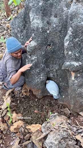 Catching a wild junglefowl in a rock crevice. #trending #nest #nature #wildlife #amazing #fyp #viral