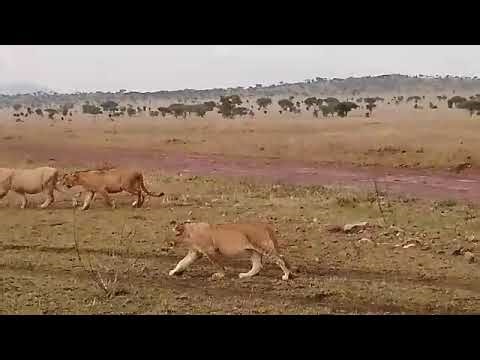 Untamed Africa with Kili Tanzanite Safaris