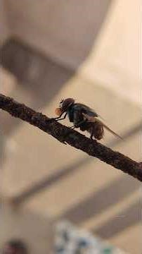 Housefly “Bubbling" behaviour in heat