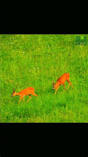 Deer Grazing in a Green Field #deer #nature #wildlife #grassland #animals #landscape