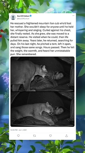 Mountain Lion Reunites With the Person Who Saved Her Life #shortsfeed