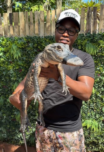 First ever alligator experience 📍 @Everglades Alligator Farm - Homestead, FL #alligator #everglades #airboat #gatorbites #crocodile