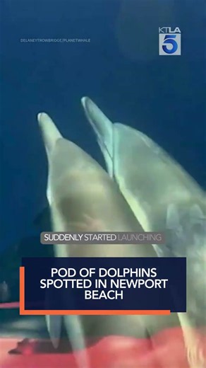 Pod of dolphins spotted in Newport Beach