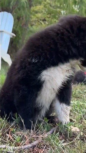 The ultimate evening wind-down routine for a high-drive herding breed: The evening pond walk!