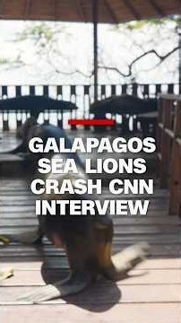 Galapagos sea lions crash CNN interview
