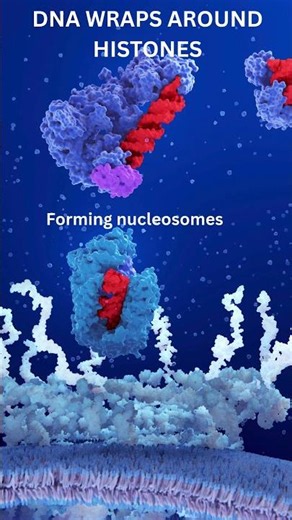 YOUR CELLS CONTAIN ALMOST 2 METERS OF DNA! 🧬