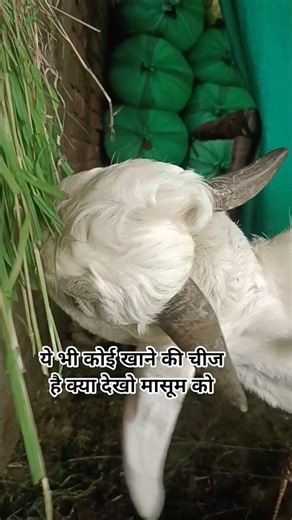 Sweet Animal #goat #animals