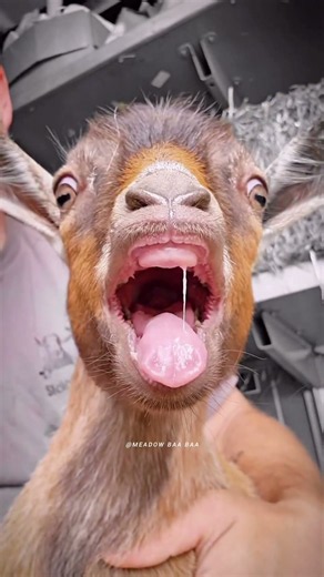 This Goat Laughs Like a Human! 😂 You Won't Believe Your Eyes 🐐 #shorts #short #goat #goatvideos #new