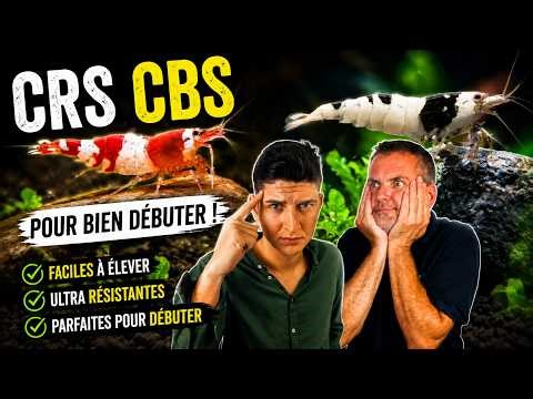 🦐 THESE SHRIMPS SURVIVE (ALMOST) ANYTHING! The best choice for beginners - FLORE-AQUATIQUE