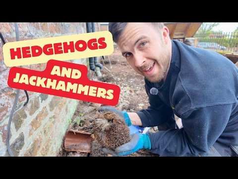 Emergency Hedgehog Rescue – Jackhammers, Concrete & Irish Craic! Ep.22