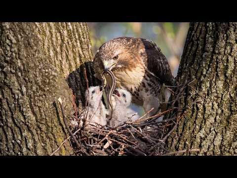 Red-tailed Hawk: 152 Days From Egg to Survivor | Hunting Snakes From the Sky
