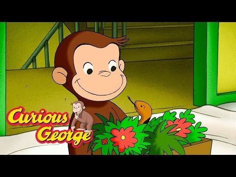 Catch That Snake! 🐵 Curious George 🐵 Kids Cartoon 🐵 Kids Movies