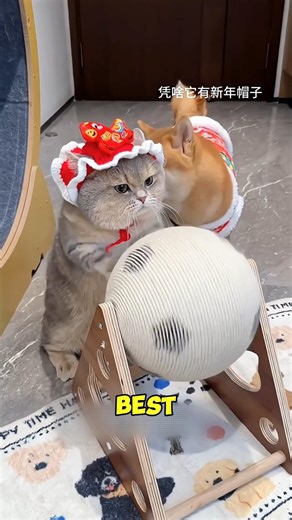 Grumpy Cat Finally Gets a Luxury Bathroom Upgrade #funnycats #catlife #viralcat