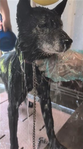 💖[保護犬]🎀甲斐犬でぃーちゃん129🎀🚿シャワー🫧part4🛀産まれたての仔羊ちゃんみたいに小さくなっちゃったね💕💕 #甲斐犬 #保護犬