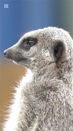 Snake vs Mongoose 😳 Zeher ya Speed? Kon Jeetay Ga!# viral short