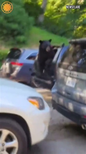 Watch: Bear gets stuck inside family's car #shorts