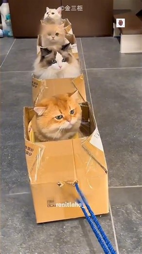 The Funniest Cat Train Journey Ever 😱