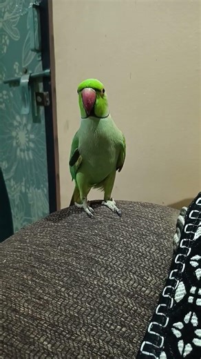 Mischievous Parrot 😂🦜 #CuteAnimals #Parrot #Comedy #ViralShorts #Shorts
