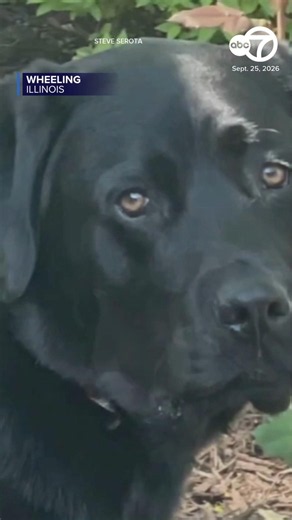 Charge dropped against suburban pet resort owner after dog dies in van
