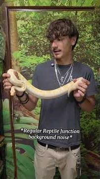 Beginner Snake #reptilejunction #ballpython #snakes #reptiles