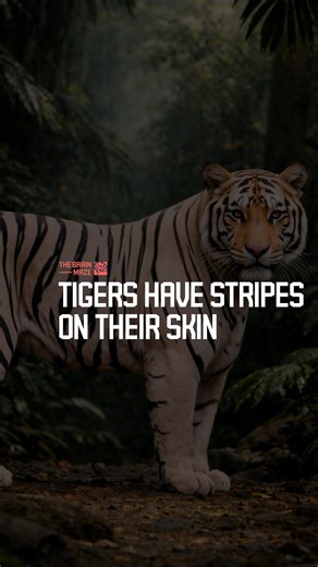 Tigers Have Stripes on Their Skin - Are tiger stripes just camouflage, or something deeper, why do they stay even when fur is shaved and how are they written into the skin before birth? | The Brain Maze