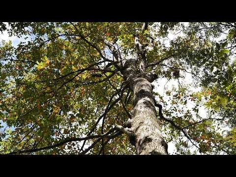 Tree I.D.